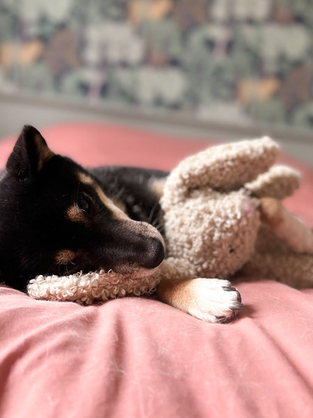 Fringe-petshop-peluche-design-chien-289657-bunny