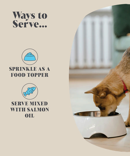 Hackney-Dog-House-complement-alimentaire-chien-soin-dentaire