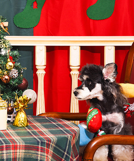 HugSmart-peluche-corde-pour-chien-chiot-guirlande-noel