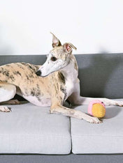 HugSmart-peluche-interactive-pour-chien-chiot-Beach-Daze-Ice-Cream-Ball