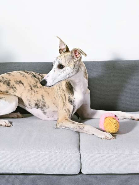 HugSmart-peluche-interactive-pour-chien-chiot-Beach-Daze-Ice-Cream-Ball