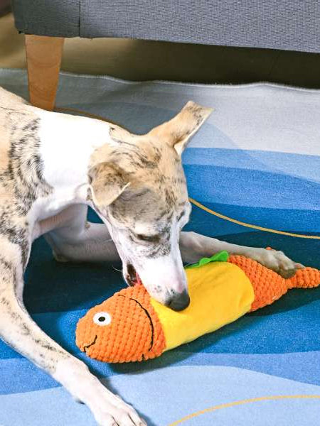 HugSmart-peluche-interactive-pour-chien-chiot-Food-Party-Shaky-Fish-Taco