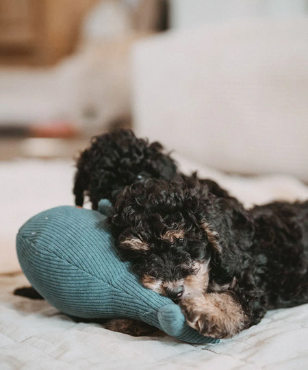 Hunter-peluche-baleine-tout-doux-chien