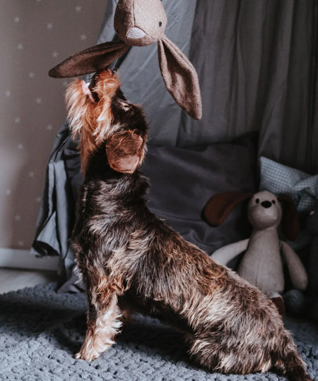 Hunter-peluche-lapin-laine-tout-doux-chien