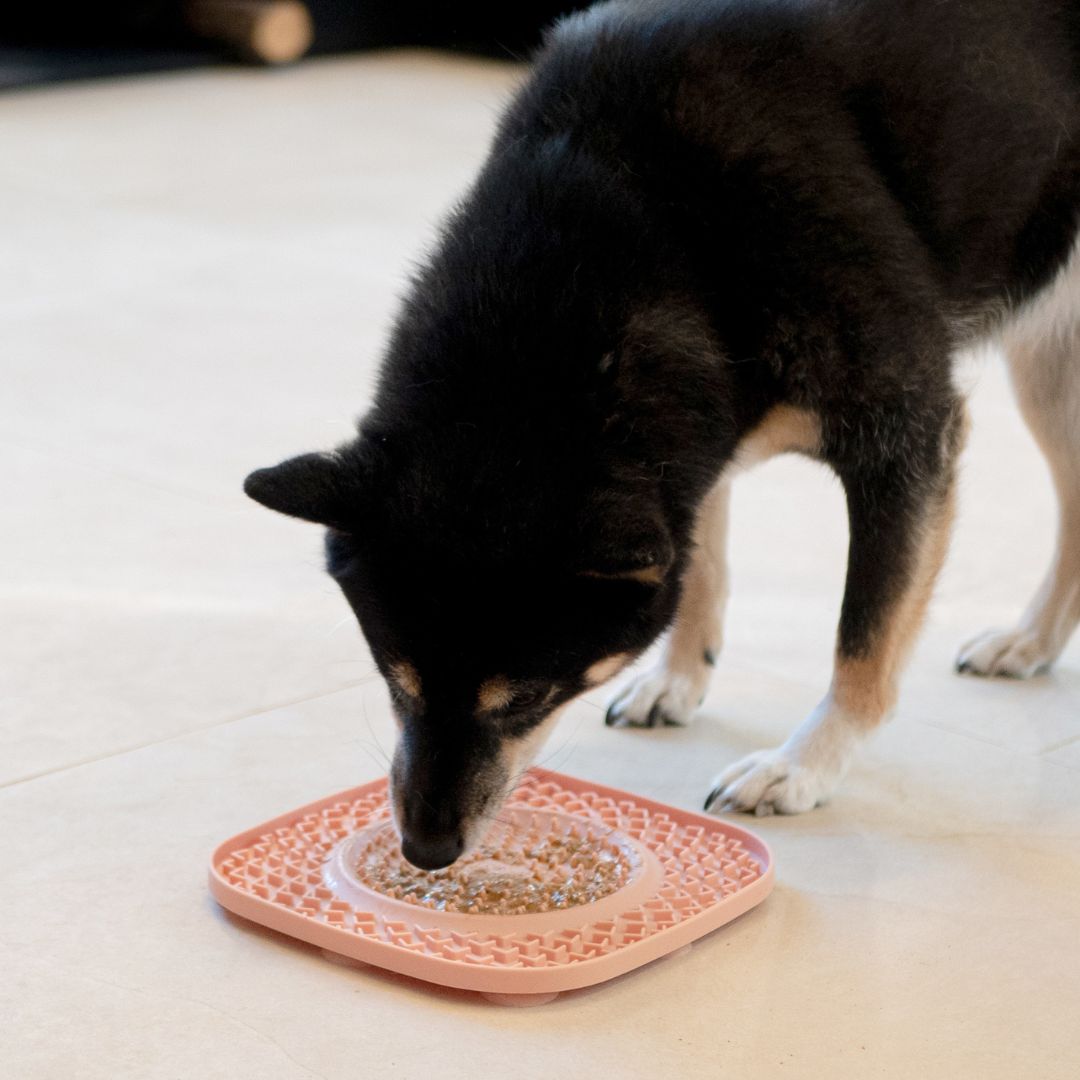 Inooko-boutique-chien-chat-notre-histoire-shiba-tapis-léchage