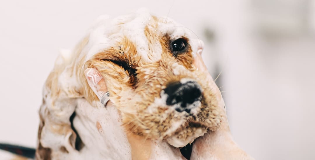 Inooko-boutique-chien-collection-bichonner-produit-naturel-pour-chien-1080x550px