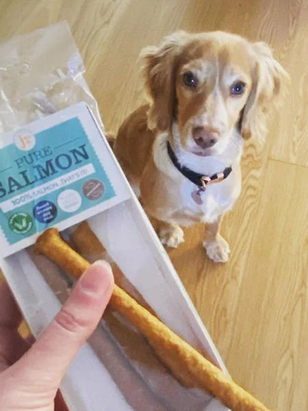 JR-pet-products-friandises-pour-chien-saumon