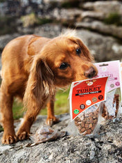 JR-pet-products-friandises-pour-chien-training-dinde