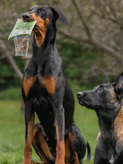 Friandises d'éducation pour chien - Lapin 🐇 - JR Pet Products - inooko