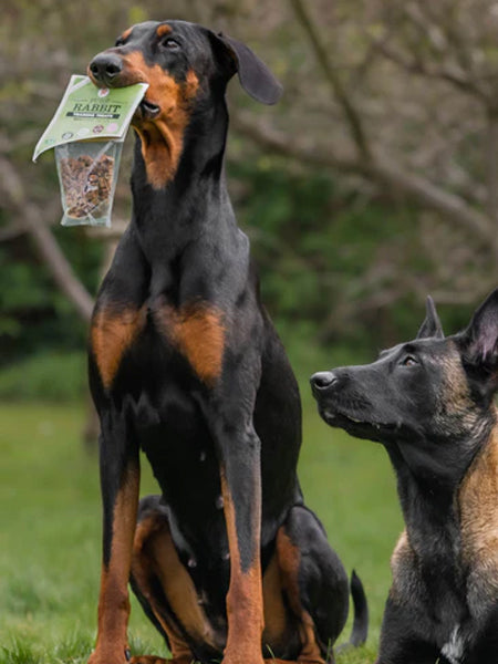 Friandises d'éducation pour chien - Lapin 🐇 - JR Pet Products - inooko