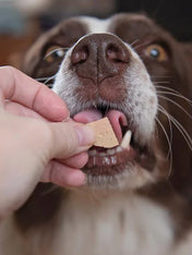 JR-pet-products-pure-patee-pour-chien-gibier