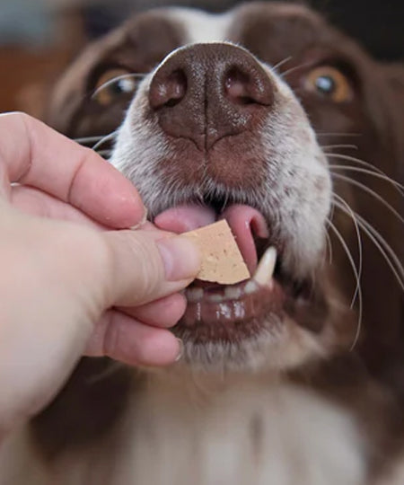 JR-pet-products-pure-patee-pour-chien-gibier