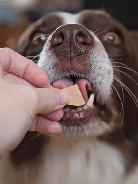 JR-pet-products-pure-patee-pour-chien-gibier