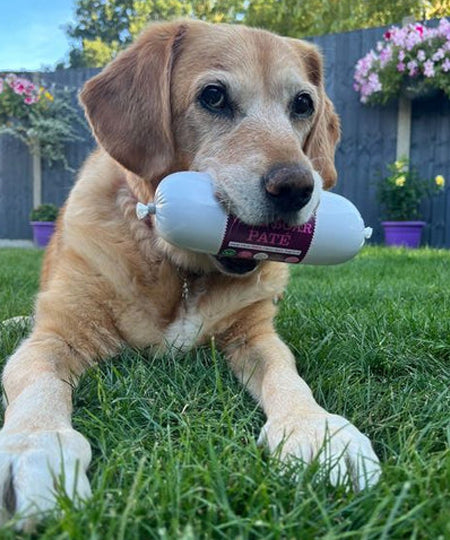 JR-pet-products-pure-patee-pour-chien-sanglier