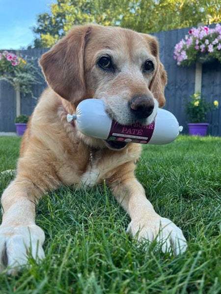 JR-pet-products-pure-patee-pour-chien-sanglier