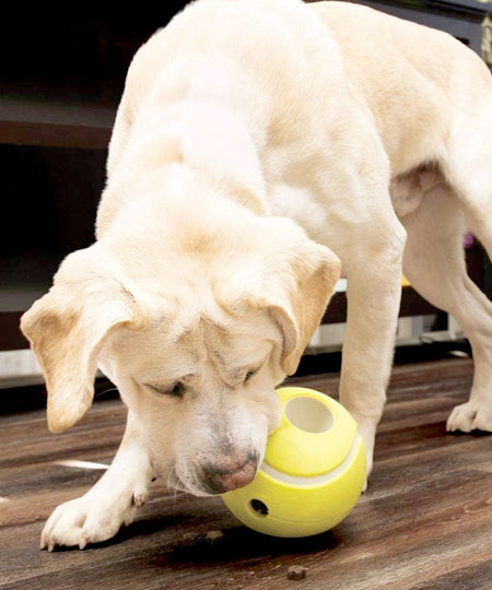 Jouet-KONG-rewards-tennis-pour-chien-distributeur-pour-chien