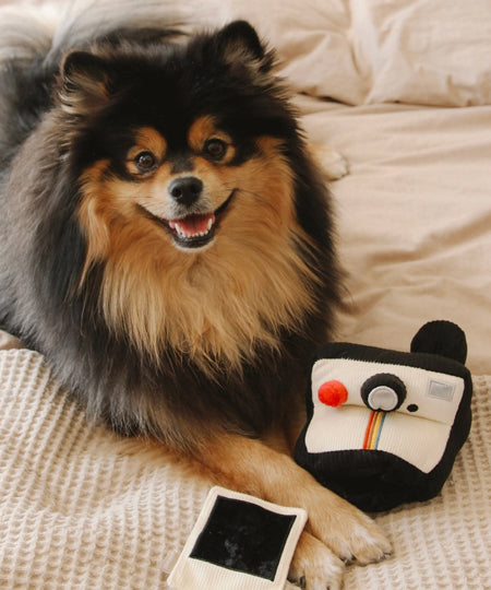 Lambwolf-Collective-jouet-design-minimalist-pour-chien-appareil-photo