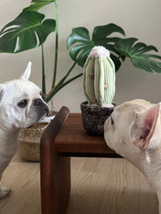 Lambwolf-Collective-jouet-design-minimalist-pour-chien-cactus