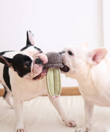 Lambwolf-Collective-jouet-design-minimalist-pour-chien-cactus