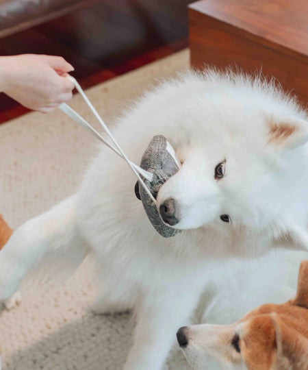 Lambwolf-Collective-jouet-design-minimalist-pour-chien-casette