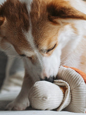 Lambwolf-Collective-jouet-design-minimalist-pour-chien-champignon-Shroom