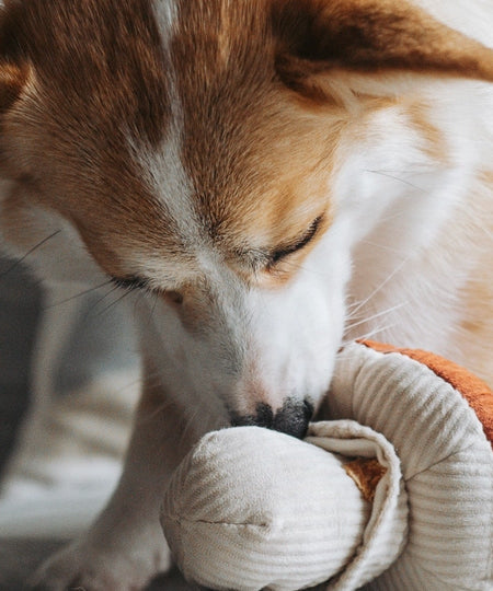 Lambwolf-Collective-jouet-design-minimalist-pour-chien-champignon-Shroom