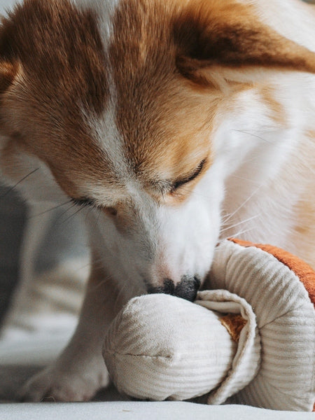 Lambwolf-Collective-jouet-design-minimalist-pour-chien-champignon-Shroom
