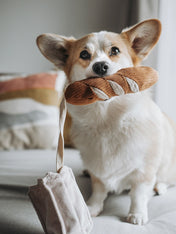 Lambwolf-Collective-jouet-design-minimalist-pour-chien-mini-baguette