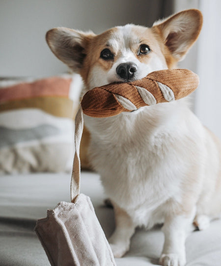 Lambwolf-Collective-jouet-design-minimalist-pour-chien-mini-baguette