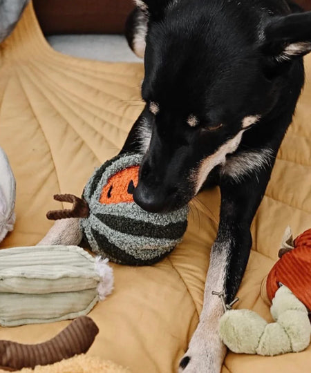 Lambwolf-Collective-jouet-design-minimalist-pour-chien-pasteque