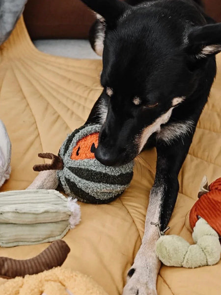 Lambwolf-Collective-jouet-design-minimalist-pour-chien-pasteque