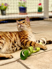 Mimis-Daughters-jouet-pour-chat-laine-naturelle-spirale-verte