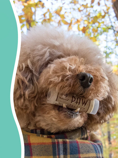 Natural-dog-company-soin-naturel-pour-chien-baume-protection-coussinet