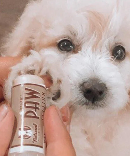 Natural-dog-company-soin-naturel-pour-chien-baume-protection-coussinet