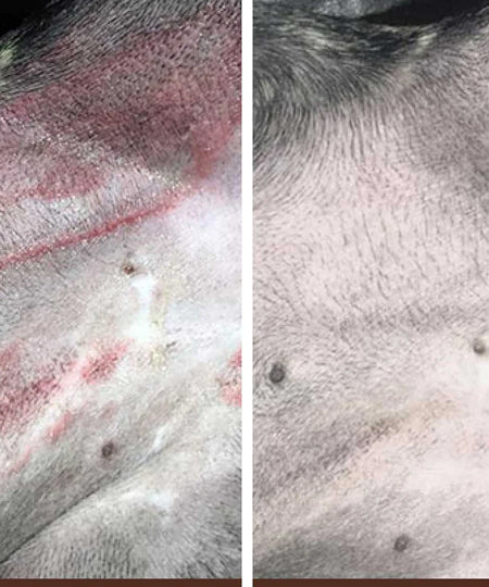 Natural-dog-company-soin-naturel-pour-chien-baume-reparateur-peau