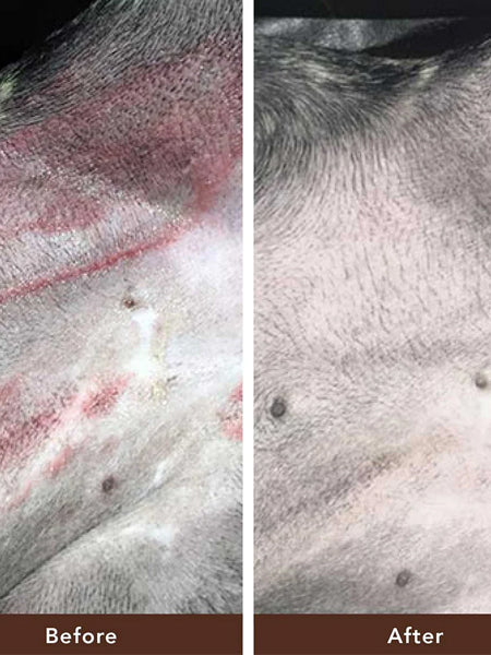 Natural-dog-company-soin-naturel-pour-chien-baume-reparateur-peau