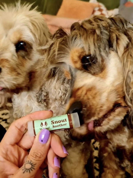 Natural-dog-company-soin-naturel-pour-chien-baume-reparateur-truffe