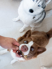 PAUL-PAULINA-friandise-mastication-naturelles-chien-poisson-hareng