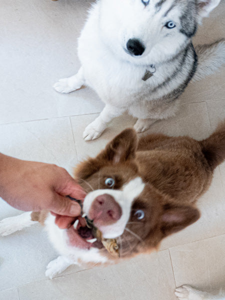 PAUL-PAULINA-friandise-mastication-naturelles-chien-poisson-hareng