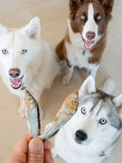 PAUL-PAULINA-friandise-mastication-naturelles-chien-poisson-hareng