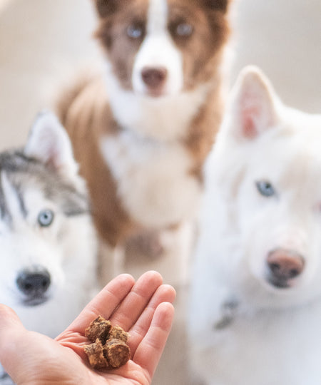 PAUL-PAULINA-friandises-recompenses-naturelles-chien-poisson-saumon