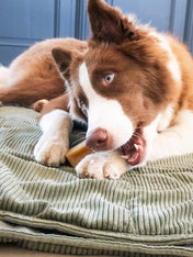 Pawfect-barre-yak-Pomme-coco-mangue-pour-chien-vegan