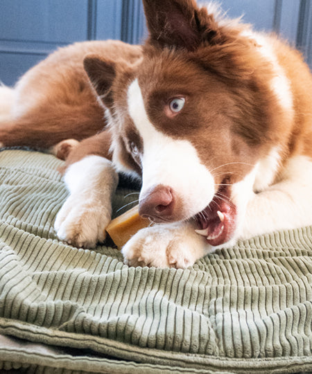 Pawfect-barre-yak-Pomme-coco-mangue-pour-chien-vegan