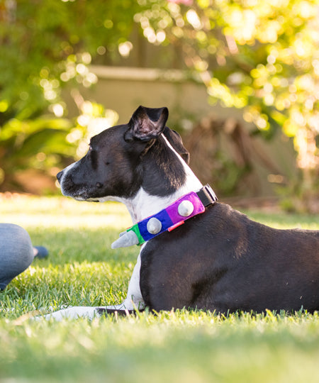 Pet-play-collier-pour-chien-spike