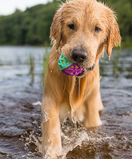 Pet-play-jouet-balle-chien-astro-ball-Nebula