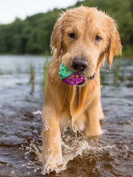 Pet-play-jouet-balle-chien-astro-ball-Nebula