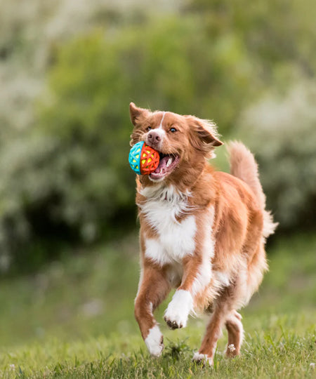 Pet-play-jouet-balle-chien-astro-ball-phare