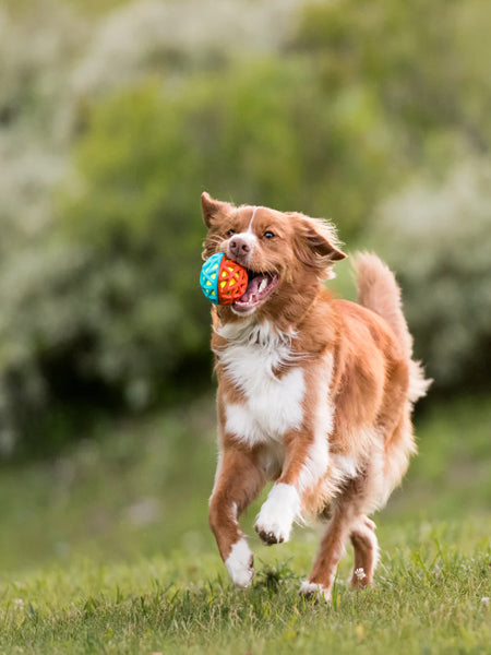 Pet-play-jouet-balle-chien-astro-ball-phare