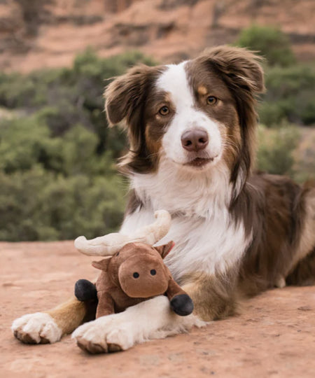 Pet-play-jouet-peluche-chien-Cape-Buffalo