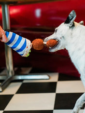 Pet-play-jouet-peluche-chien-InternationalClassic-falafel